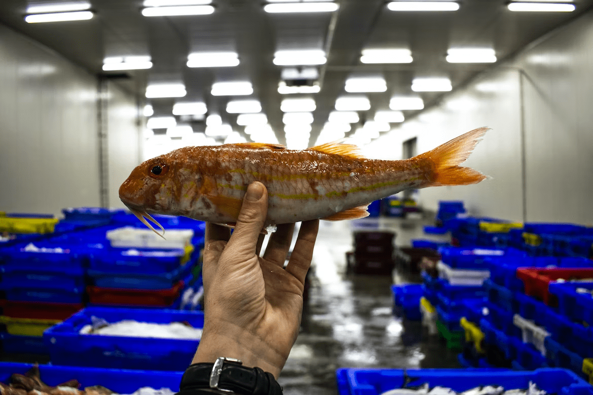 Рыбная промышленность